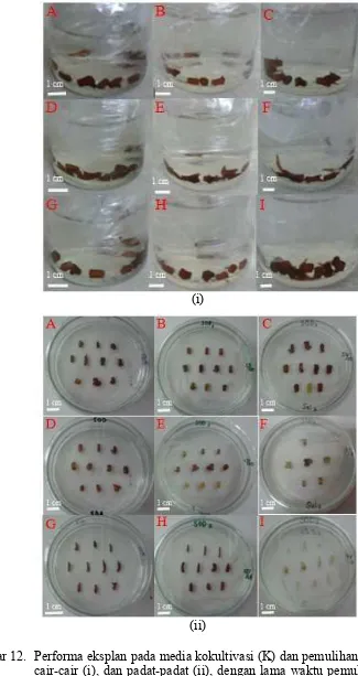 Gambar 12. Performa eksplan pada media kokultivasi (K) dan pemulihan (P). KP cair-cair (i), dan padat-padat (ii), dengan lama waktu pemulihan 10 hari (A, B, C), 20 hari (D, E, F) dan 30 hari (G,H,I)