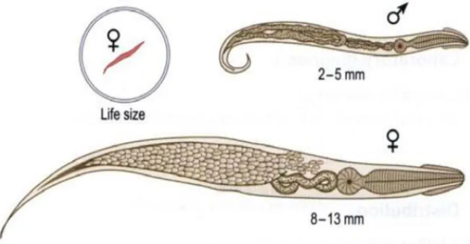 Gambar 2.1. E.vermicularis jantan dewasa (atas) dan  