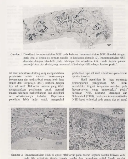 Gambar 1. Distribusi imunoreaktivitas NSE pada lasiwen. Imunoreaktivitas NSE ditandai dengan