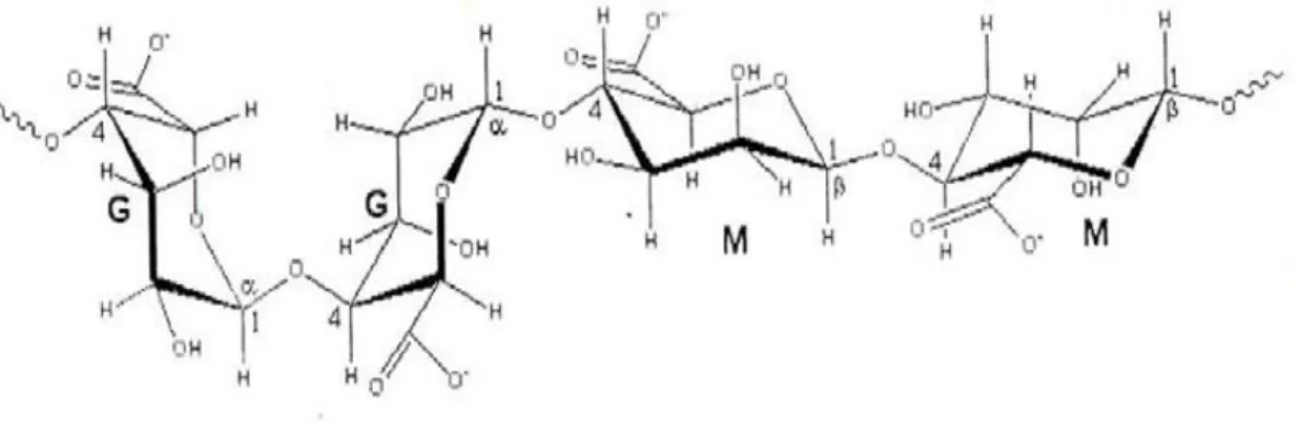 Gambar 1.  Struktur Alginat (Wandrey, 2005). 