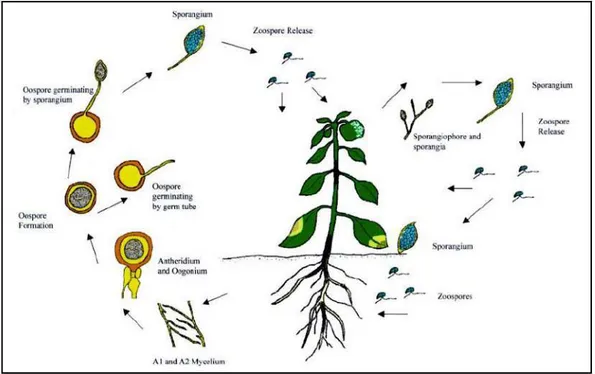 Gambar  2.  Siklus  hidup  Phytophthora  capsici  pada  tanaman  lada  (sumber:  