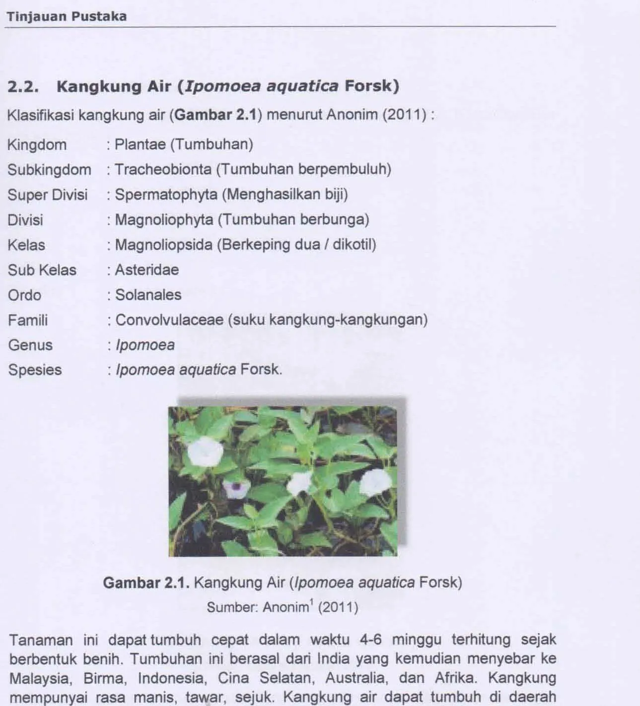 Gambar 2.1. Kangkung Air (Ipomoea aquatica Forsk) 