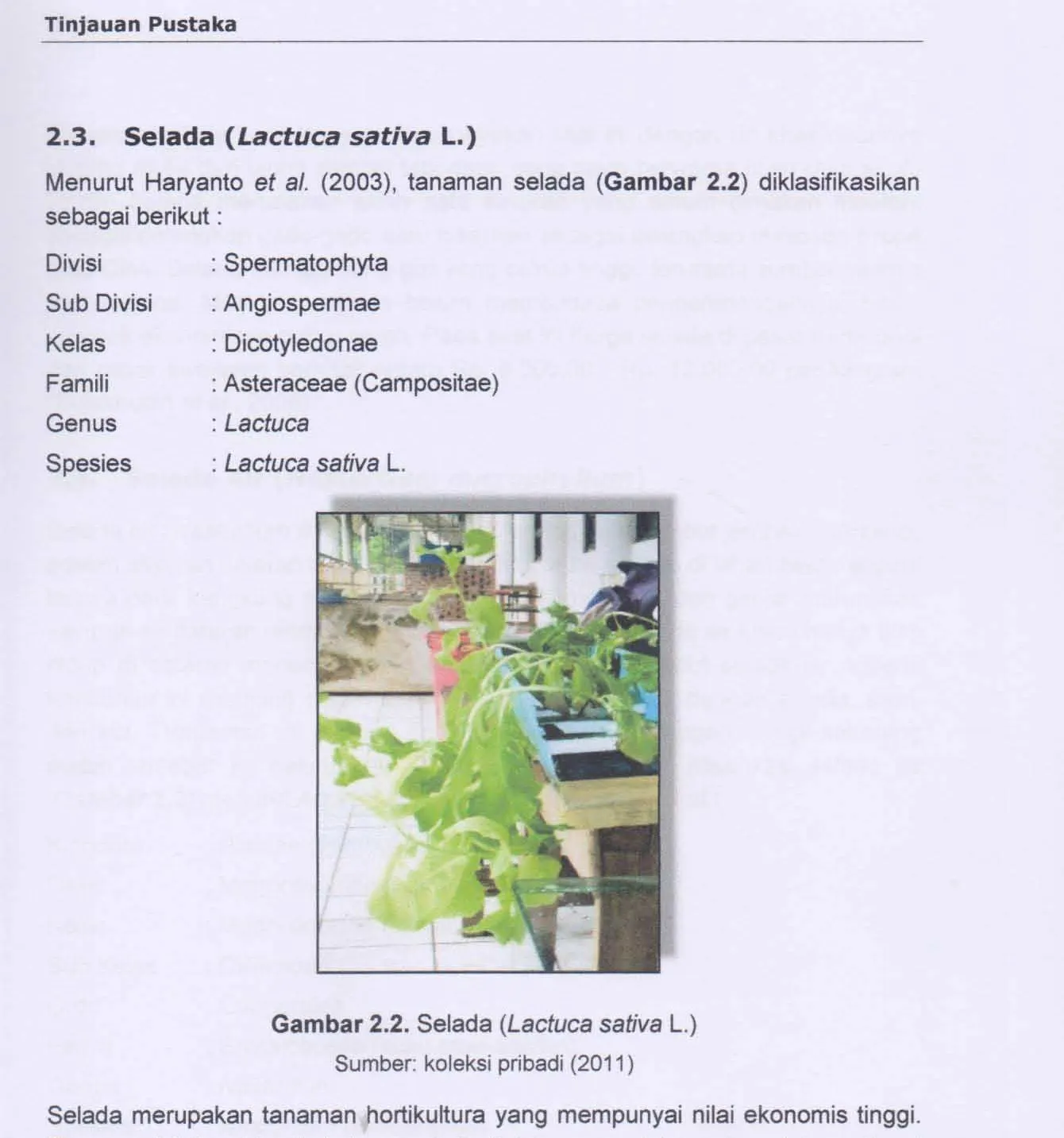 Gambar 2.2. Selada (Lactuca sativa L.) 