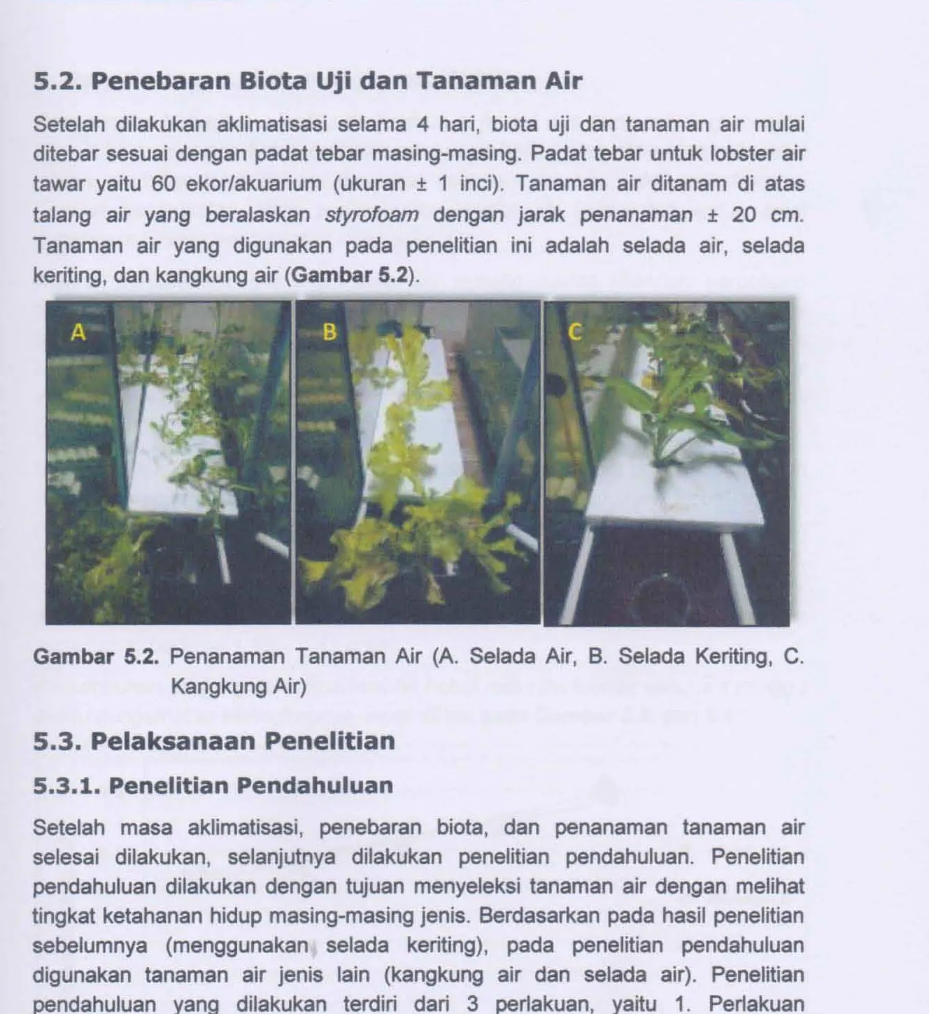 Gambar 5.2. Penanaman Tanaman Air (A. Selada Air, B. Selada Keriting, C. 