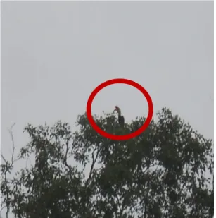 Gambar  2.    Burung  julang  sulawesi  yang  dijumpai  di  lapangan    yang  sedang makan