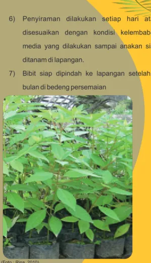 Gambar  4.(a). Cabutan kilemo dan  4. (b).Cara Pengemasan 