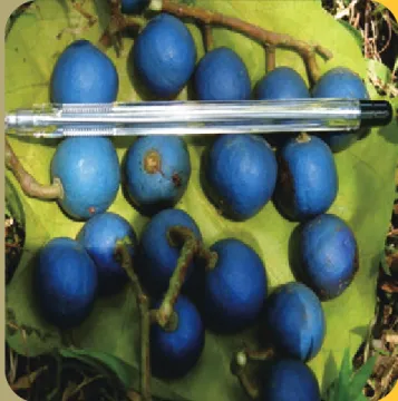 Gambar 8.  Buah ganitri