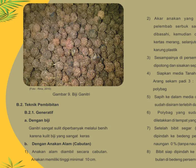 Gambar 9. Biji Ganitri