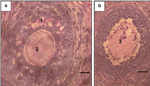 Gambar  1.  Fotomikrograf  preparat  histologis  jaringan  ovarium  dengan  menggunakan  pewarnaan  PAS