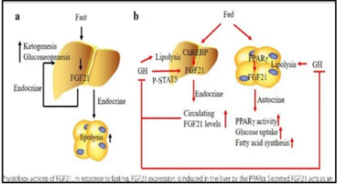 Gambar 4. Regulasi FGF21 pada hati 21