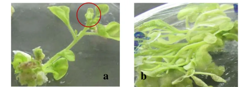 Gambar 5 Pertumbuhan tunas in vitro pada umur 6 minggu setelah tanam. (a) tunas transgenik   yang berbunga, dan (b) tunas non transgenik