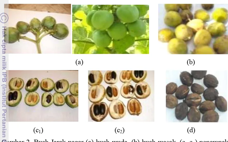 Gambar 2. Buah Jarak pagar (a) buah muda, (b) buah masak, (c1,c2) penampakan 