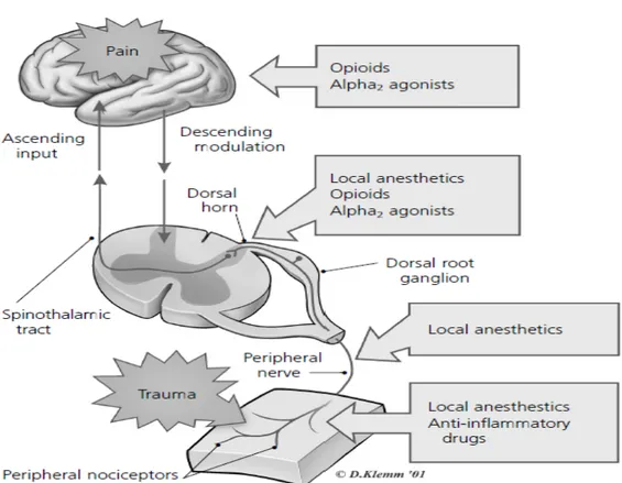 Gambar 2.1 Pain Pathway 