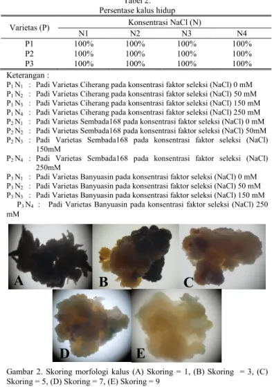 Tabel 2.   Persentase kalus hidup