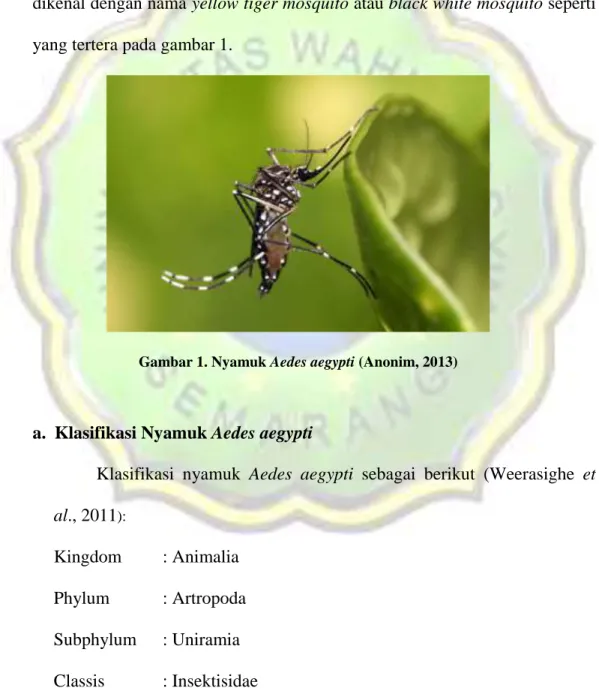 Gambar 1. Nyamuk Aedes aegypti (Anonim, 2013) 