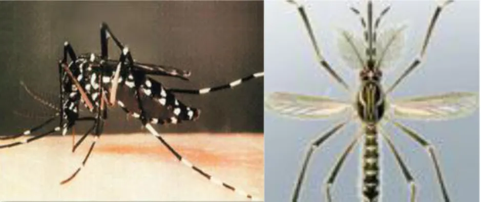 Gambar 8.  Aedes aegypti  dewasa ( Sumber : Supartha, 2008 ) 