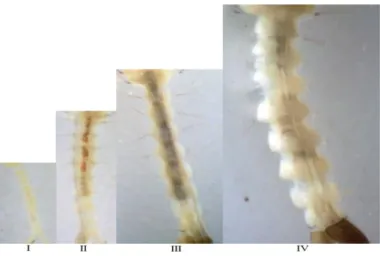 Gambar 5. Perbandingan panjang abdomen instar I-IV dengan perbesaran 108x  ( Sumber : Bar dan Andrew, 2013) 