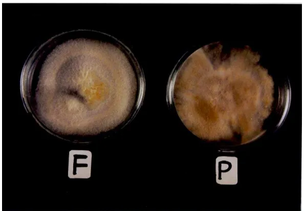 Gambar 4. Morfologi koloni dua isolat hasil  isolasi jaringan bawang  merah bergejala penyakit moler pada medium PDA umur 30 hari, F = isolat pertama dan P = isolat kedua 