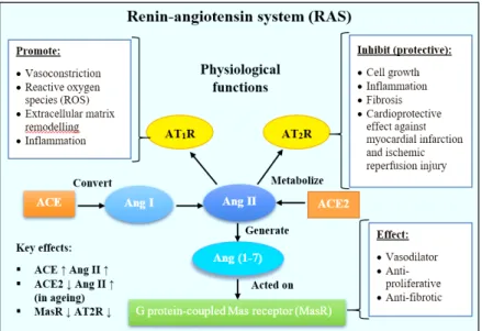 FIGURE  4. Schematic diagram of the renin-angiotensin system (RAS) in the  regulation of hypertension