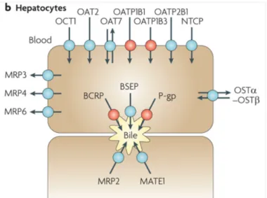 Gambar 1. Protein Transpor Pada Hepatosit	
  