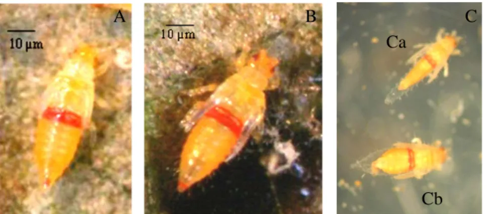 Gambar 3.  Pupa S. rubrocinctus.  (A) prapupa, (B) pupa, dan (C) pupa sebelum berubah menjadi imago, (Ca) pupa jantan dan (Cb)  pupa betina 
