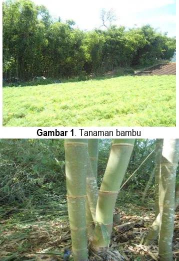 Gambar 1. Tanaman bambu 