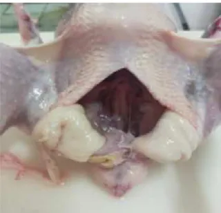 Gambar 2 Lemak Abdominal Ayam pada Karkas 