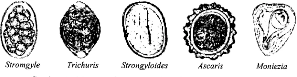 Gambar 1 . Telur cacing nematoda saluran pencernaan pada hewan ruminansia (Sumber: ANONYMOUS, 1978)