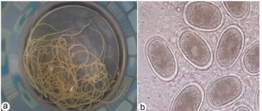 Gambar  1.  Morfologi  cacing  gelang  ayam  (A.  galli).  a.  cacing  dewasa, dan b. telur cacing (tanpa skala)