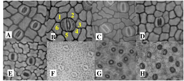 Gambar 4.  Bentuk seldaun GG. mangG. forbespada perdigital camegafixel epidermis dG. lhombrogostana (C)sii (F), G