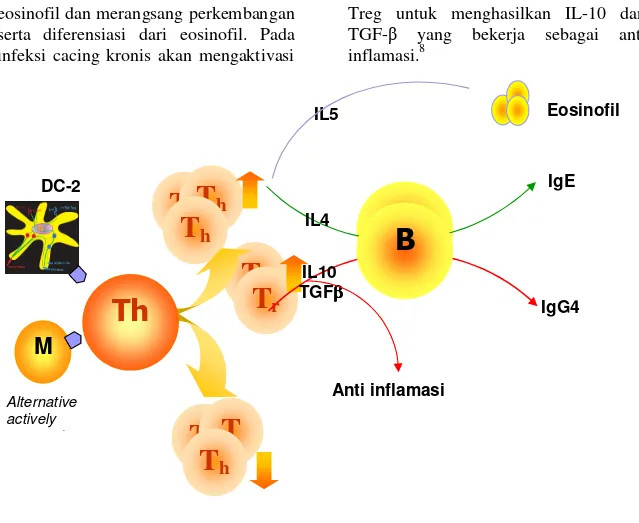 Gambar 1. Respons imun tubuh terhadap infeksi cacing.  Respons  imun  tubuh  terhadap 