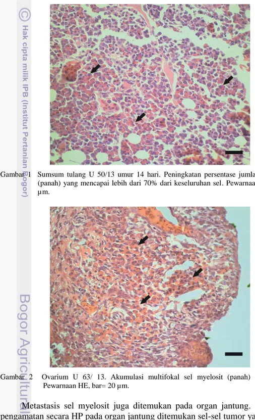 Gambar  2    Ovarium  U  63/  13.  Akumulasi  multifokal  sel  myelosit  (panah)  di  intestisium