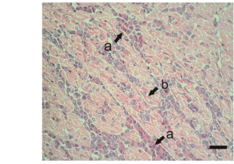 Gambar  4    Jantung  U  50/13  umur  7  hari.  Perikarditis  granulomatosa  (panah)  ditandai  dengan  jaringan nekrosis yang dikelilingi oleh sel radang limfosit, makrofag, dan sel raksasa