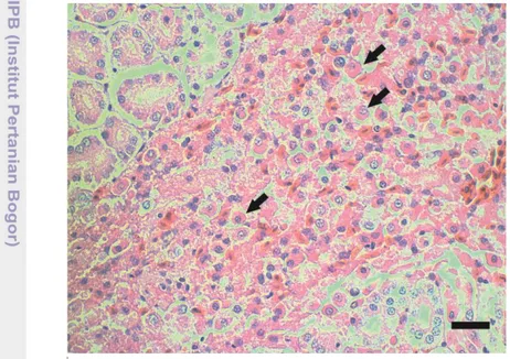 Gambar   5  Ginjal U 63/13. Infiltrasi sel myelosit di interstisium (panah). Pewarnaan HE, bar = 20    µm