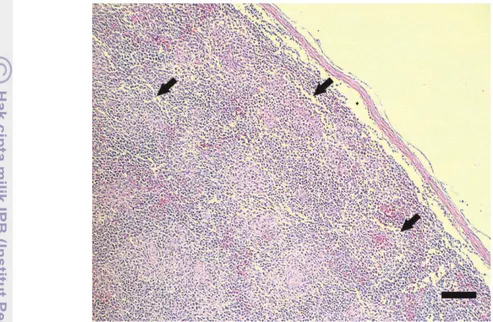 Gambar  7    Paru  U  63/13.  Bronkhitis,  yang  ditandai  dengan  infiltrasi  sel  radang  (panah)  pada  bagian sub–epithelial