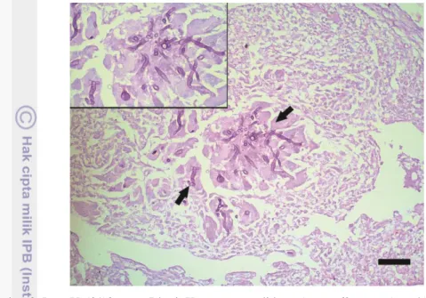 Gambar 8  Paru U 50/13 umur 7 hari. Kapang yang diduga Aspergillus spp. (panah). Pewarnaan    PAS, bar= 40 dan 20 µm