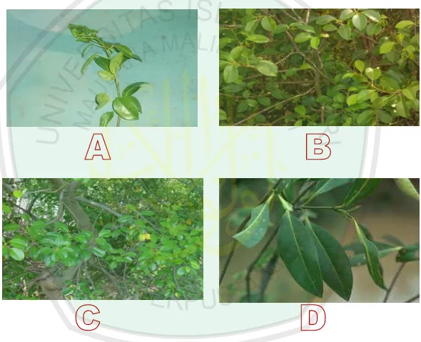 Gambar 4.4 Spesimen IVAvicennia alba, A (daun), B (batang), C (akar):   Hasil  penelitian D