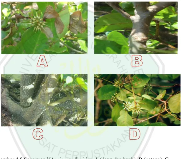 Gambar 4.5 Spesimen VAegiceras floridum,A (daun dan buah), B (batang), C  (akar):  Hasil penelitian D