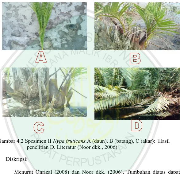 Gambar 4.2 Spesimen II Nypa fruticans,A (daun), B (batang), C (akar):  Hasil  penelitian D