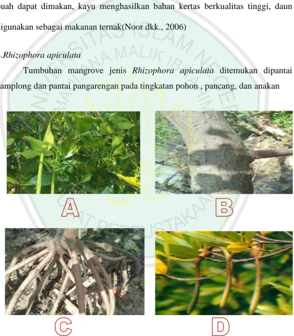 Gambar 4.8 Spesimen VIII Rhizophora apiculata Bl,  A (daun), B (batang), C  (akar):  Hasil penelitian D