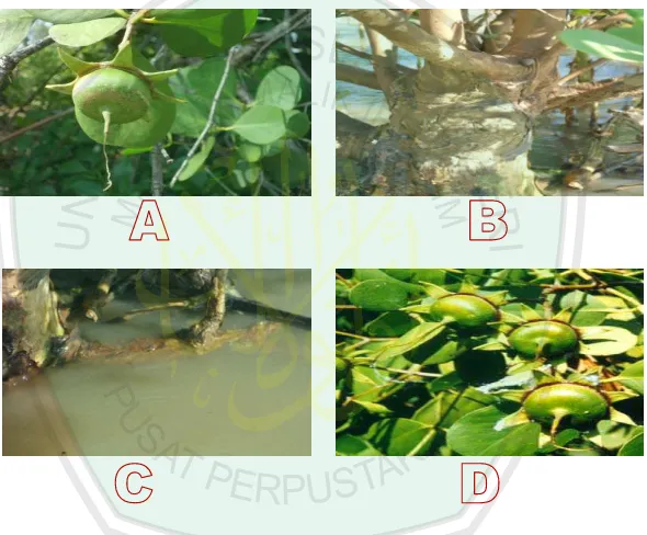 Gambar 4.2 Spesimen II Sonneratia alba,A (daun dan buah), B (batang), C (akar):   Hasil penelitian D