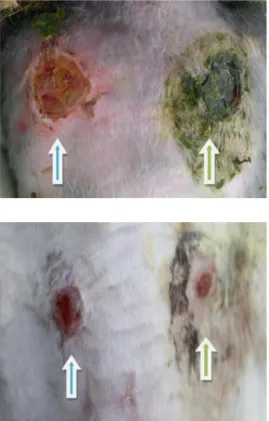 Gambar  4a. Penyembuhan  luka  kulit  kelinci  hari  ke-5. 