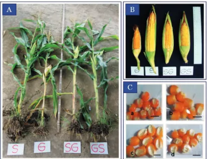 Tabel 1. Karakter pertumbuhan jagung hibrida hasil persilangan jagung varietas Guluk-Guluk dan Srikandi Kuning-1 dan indukannya