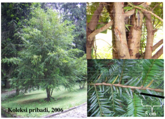 Gambar 1  Pohon, batang, dan daun Cemara sumatra. 