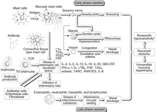 Gambar 2.1 Fase awal dan akhir patofisiologi rinitis alergi (Okubo et al.,  2011) 