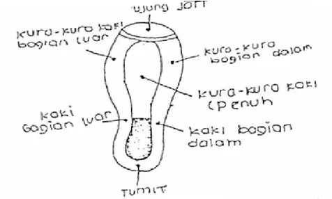 Gambar 1. Bagian perkenaan kaki pada bola  (Sukatamsi, 2001: 14) 