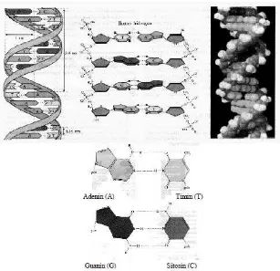 Gambar 2. Struktur doubel heliks DNA, dan komponen-komponen penyusunnya. Sumber : (Saefuddin, 2007)
