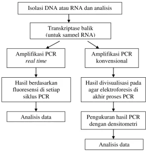 Gambar 3. Perbandingan prosedur PCR konvensional dan real time. Sumber : (Hewajuli dan Dharmayanti, 2014)