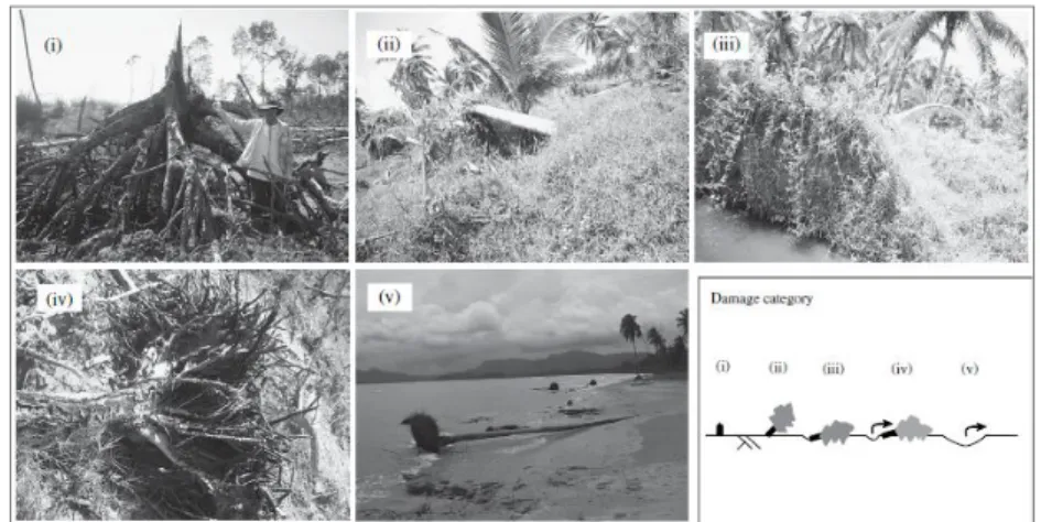 Gambar 1. Pola kerusakan pohon pesisir akibat tsunami (Yanagisawa et al. 2009). 
