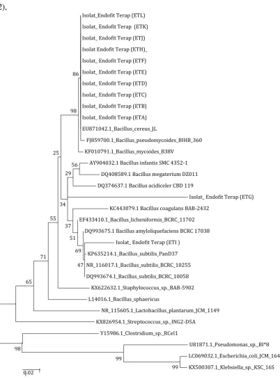 Gambar :Pohon Phylogenetik hasil identifikasi 12 Isolat bakteri endofit dari kulit batang   tanaman terap ( A